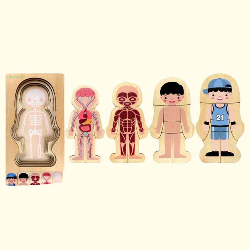 Montessori Educational Boys Girls Body Structure Puzzle Children Wooden Toys Children Puzzles Kids Early Educational Toys
