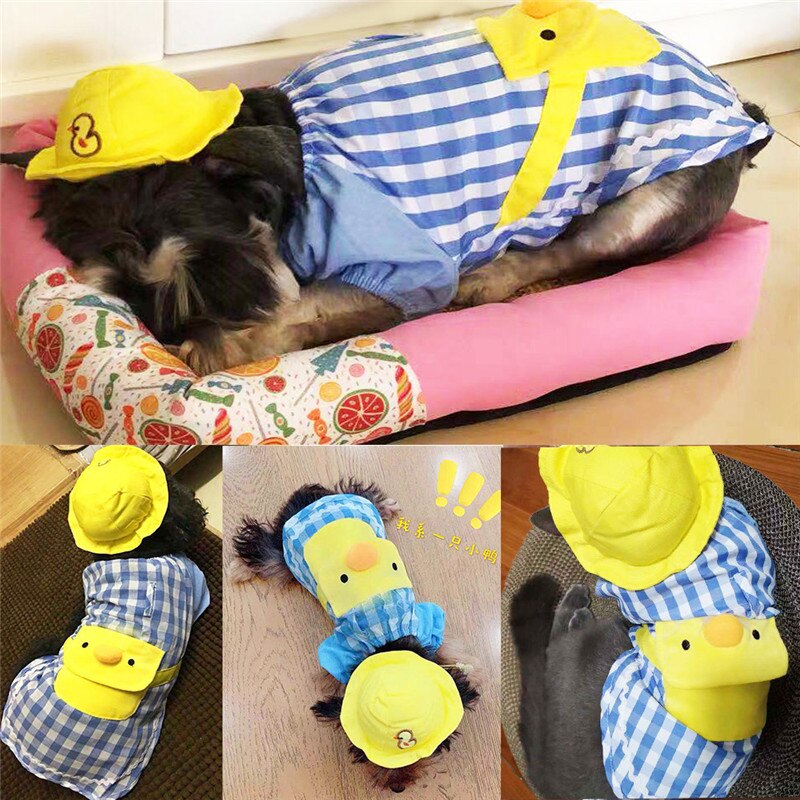 Cute Dog Suite